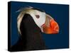 Tufted Puffin-Alfred Forns-Stretched Canvas