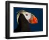 Tufted Puffin-Alfred Forns-Framed Photographic Print