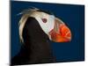 Tufted Puffin-Alfred Forns-Mounted Photographic Print