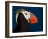 Tufted Puffin-Alfred Forns-Framed Photographic Print