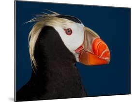 Tufted Puffin-Alfred Forns-Mounted Photographic Print
