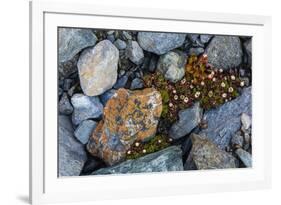 Tufted saxifrage {Saxifraga cepitosa}, in flower.-Sergio Pitamitz-Framed Photographic Print