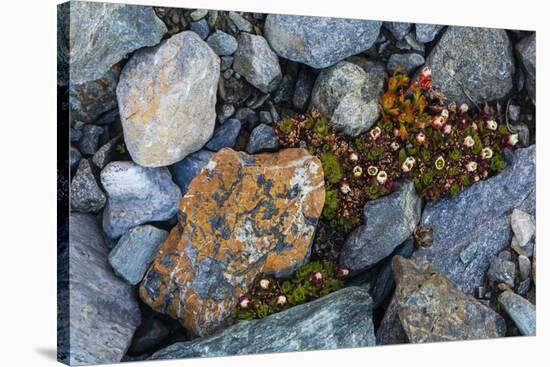 Tufted saxifrage {Saxifraga cepitosa}, in flower.-Sergio Pitamitz-Stretched Canvas
