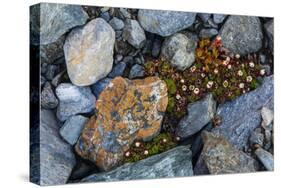 Tufted saxifrage {Saxifraga cepitosa}, in flower.-Sergio Pitamitz-Stretched Canvas