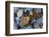 Tufted saxifrage {Saxifraga cepitosa}, in flower.-Sergio Pitamitz-Framed Photographic Print