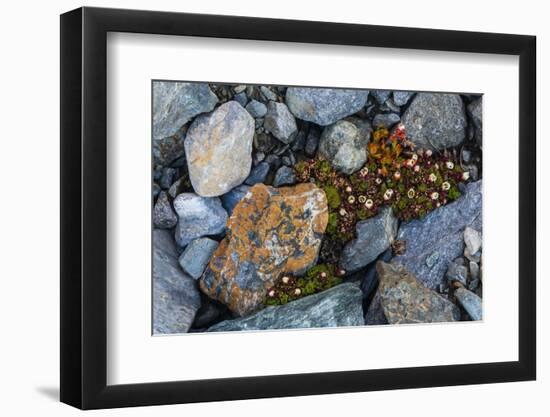 Tufted saxifrage {Saxifraga cepitosa}, in flower.-Sergio Pitamitz-Framed Photographic Print