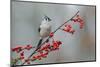 Tufted titmouse and red berries, Kentucky-Adam Jones-Mounted Photographic Print