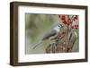 Tufted titmouse and red berries, Kentucky-Adam Jones-Framed Photographic Print