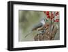 Tufted titmouse and red berries, Kentucky-Adam Jones-Framed Photographic Print