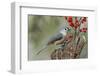 Tufted titmouse and red berries, Kentucky-Adam Jones-Framed Photographic Print