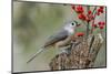 Tufted titmouse and red berries, Kentucky-Adam Jones-Mounted Photographic Print