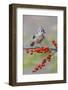 Tufted titmouse and red berries, Kentucky-Adam Jones-Framed Photographic Print