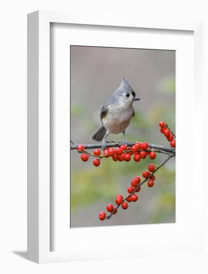 Tufted titmouse and red berries, Kentucky-Adam Jones-Framed Photographic Print