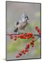 Tufted titmouse and red berries, Kentucky-Adam Jones-Mounted Photographic Print