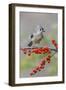 Tufted titmouse and red berries, Kentucky-Adam Jones-Framed Photographic Print