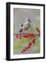 Tufted titmouse and red berries, Kentucky-Adam Jones-Framed Photographic Print