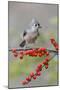 Tufted titmouse and red berries, Kentucky-Adam Jones-Mounted Photographic Print
