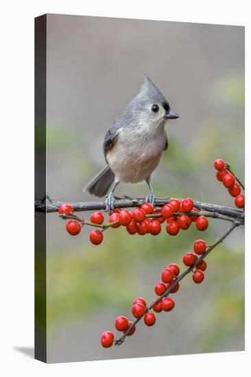 Tufted titmouse and red berries, Kentucky-Adam Jones-Stretched Canvas