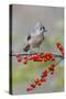 Tufted titmouse and red berries, Kentucky-Adam Jones-Stretched Canvas