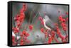 Tufted Titmouse (Baeolophus bicolor) in Common Winterberry Marion Co. IL-Richard & Susan Day-Framed Stretched Canvas