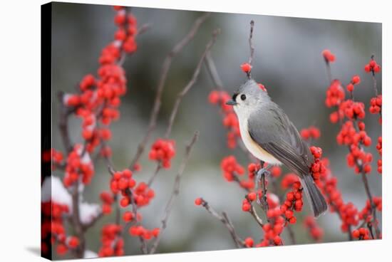 Tufted Titmouse (Baeolophus bicolor) in Common Winterberry Marion Co. IL-Richard & Susan Day-Stretched Canvas