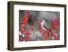 Tufted Titmouse (Baeolophus bicolor) in Common Winterberry Marion Co. IL-Richard & Susan Day-Framed Photographic Print