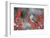 Tufted Titmouse (Baeolophus bicolor) in Common Winterberry Marion Co. IL-Richard & Susan Day-Framed Photographic Print