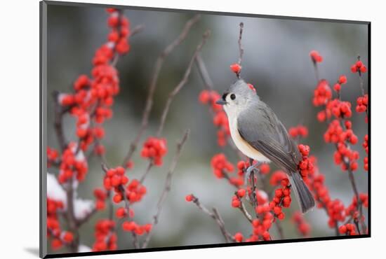 Tufted Titmouse (Baeolophus bicolor) in Common Winterberry Marion Co. IL-Richard & Susan Day-Mounted Photographic Print