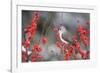 Tufted Titmouse (Baeolophus bicolor) in Common Winterberry Marion Co. IL-Richard & Susan Day-Framed Photographic Print