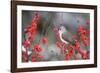 Tufted Titmouse (Baeolophus bicolor) in Common Winterberry Marion Co. IL-Richard & Susan Day-Framed Photographic Print