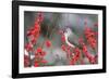 Tufted Titmouse (Baeolophus bicolor) in Common Winterberry Marion Co. IL-Richard & Susan Day-Framed Photographic Print