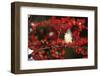 Tufted Titmouse in Common Winterberry in Winter, Marion County, Illinois-Richard and Susan Day-Framed Photographic Print