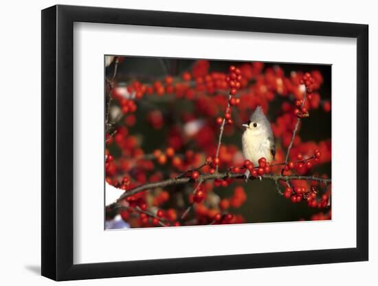 Tufted Titmouse in Common Winterberry in Winter, Marion County, Illinois-Richard and Susan Day-Framed Photographic Print