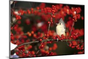 Tufted Titmouse in Common Winterberry in Winter, Marion County, Illinois-Richard and Susan Day-Mounted Photographic Print