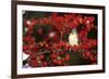 Tufted Titmouse in Common Winterberry in Winter, Marion County, Illinois-Richard and Susan Day-Framed Photographic Print