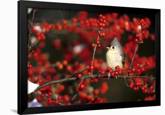Tufted Titmouse in Common Winterberry in Winter, Marion County, Illinois-Richard and Susan Day-Framed Photographic Print