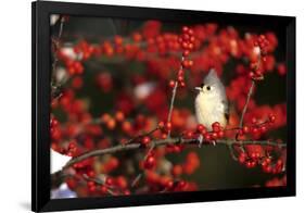 Tufted Titmouse in Common Winterberry in Winter, Marion County, Illinois-Richard and Susan Day-Framed Photographic Print