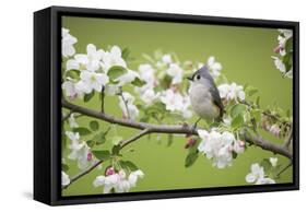 Tufted Titmouse in Crabapple Tree in Spring. Marion, Illinois, Usa-Richard ans Susan Day-Framed Stretched Canvas