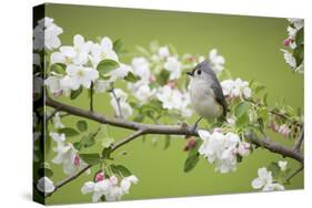 Tufted Titmouse in Crabapple Tree in Spring. Marion, Illinois, Usa-Richard ans Susan Day-Stretched Canvas