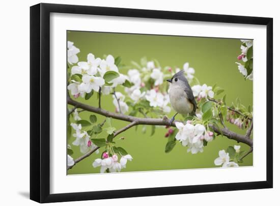 Tufted Titmouse in Crabapple Tree in Spring. Marion, Illinois, Usa-Richard ans Susan Day-Framed Photographic Print