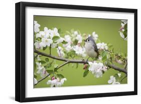 Tufted Titmouse in Crabapple Tree in Spring. Marion, Illinois, Usa-Richard ans Susan Day-Framed Photographic Print