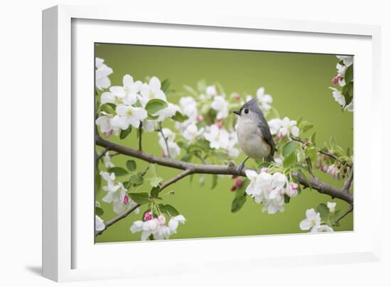 Tufted Titmouse in Crabapple Tree in Spring. Marion, Illinois, Usa-Richard ans Susan Day-Framed Photographic Print