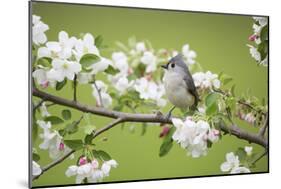 Tufted Titmouse in Crabapple Tree in Spring. Marion, Illinois, Usa-Richard ans Susan Day-Mounted Photographic Print