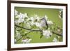 Tufted Titmouse in Crabapple Tree in Spring. Marion, Illinois, Usa-Richard ans Susan Day-Framed Photographic Print