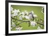 Tufted Titmouse in Crabapple Tree in Spring. Marion, Illinois, Usa-Richard ans Susan Day-Framed Photographic Print