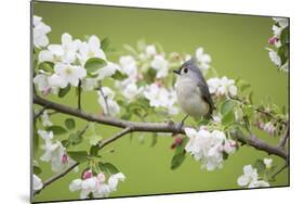 Tufted Titmouse in Crabapple Tree in Spring. Marion, Illinois, Usa-Richard ans Susan Day-Mounted Photographic Print