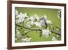 Tufted Titmouse in Crabapple Tree in Spring. Marion, Illinois, Usa-Richard ans Susan Day-Framed Photographic Print