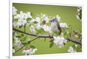 Tufted Titmouse in Crabapple Tree in Spring. Marion, Illinois, Usa-Richard ans Susan Day-Framed Photographic Print