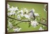 Tufted Titmouse in Crabapple Tree in Spring. Marion, Illinois, Usa-Richard ans Susan Day-Framed Photographic Print