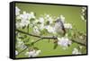 Tufted Titmouse in Crabapple Tree in Spring. Marion, Illinois, Usa-Richard ans Susan Day-Framed Stretched Canvas